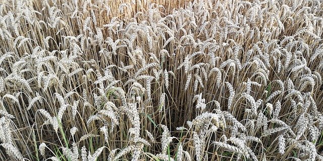 무료 다운로드 Wheat Summer Yellow - 무료 사진 또는 GIMP 온라인 이미지 편집기로 편집할 수 있는 사진