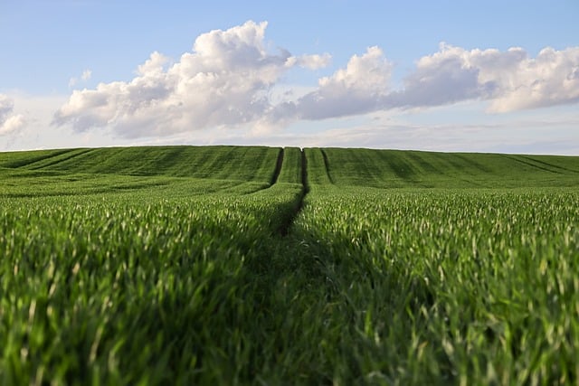 Free download wheat wheatfield agriculture nature free picture to be edited with GIMP free online image editor