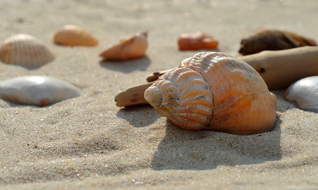 Free download whelk horn snail sea animals free picture to be edited with GIMP free online image editor