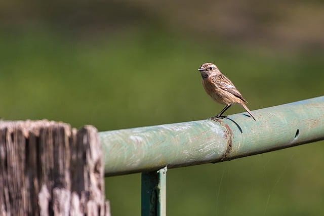 Free download whinchat bird animal spring nature free picture to be edited with GIMP free online image editor
