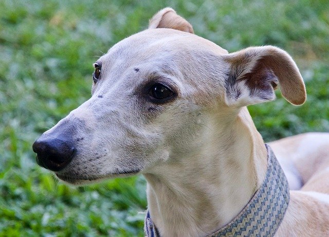 Free download Whippet Face Gentle -  free photo or picture to be edited with GIMP online image editor