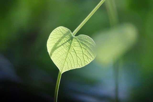 Free download whistling wind climber plant free picture to be edited with GIMP free online image editor