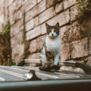 White and Black Tabby Cat on Top of Black Shiny Surface  screen for extension Chrome web store in OffiDocs Chromium