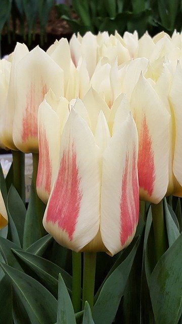 免费下载白色和粉红色的花朵 - 使用 GIMP 在线图像编辑器编辑的免费照片或图片