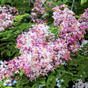 White and purple flowers  screen for extension Chrome web store in OffiDocs Chromium