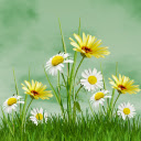 White and Yellow Chrysanthemum Theme  screen for extension Chrome web store in OffiDocs Chromium