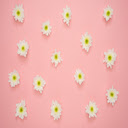 White and Yellow Flower on Pink Wall  screen for extension Chrome web store in OffiDocs Chromium