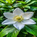 White Anemone Flower Wallpaper  screen for extension Chrome web store in OffiDocs Chromium