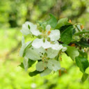 White Apple Blossom Theme  screen for extension Chrome web store in OffiDocs Chromium