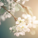 White Apricot Blossom Branch Theme: A Fresh and Radiant Morning Bloom  screen for extension Chrome web store in OffiDocs Chromium