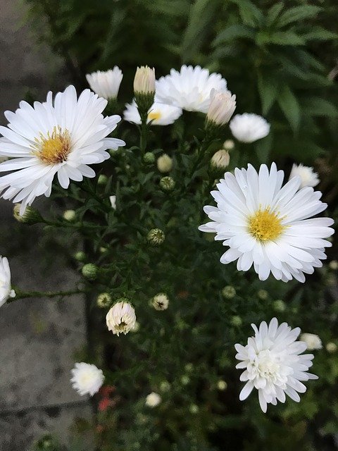 White Aster 가을 꽃 무료 다운로드 - 무료 사진 또는 김프 온라인 이미지 편집기로 편집할 수 있는 사진