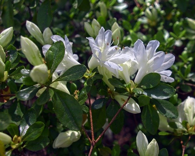 Free download White Azalea Blossoms -  free photo or picture to be edited with GIMP online image editor