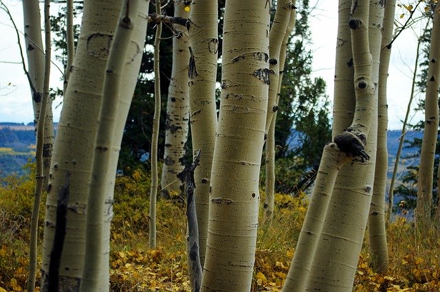 Unduh gratis White Bark Aspens Aspen Birch - foto atau gambar gratis untuk diedit dengan editor gambar online GIMP