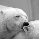White Bear  screen for extension Chrome web store in OffiDocs Chromium
