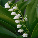 white bell flower wallpaper  screen for extension Chrome web store in OffiDocs Chromium