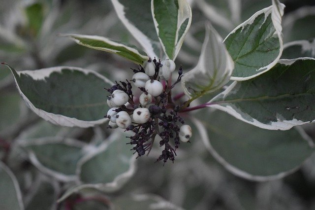 Descarga gratuita White Berries Plant: foto o imagen gratuita para editar con el editor de imágenes en línea GIMP