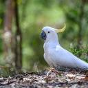 White bird and crest  screen for extension Chrome web store in OffiDocs Chromium