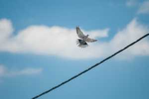 Free download White Bird :D free photo or picture to be edited with GIMP online image editor