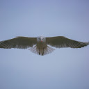 White Bird Flying in the Sky  screen for extension Chrome web store in OffiDocs Chromium White Bird Flying in the Sky  screen for extension Chrome web store in OffiDocs Chromium