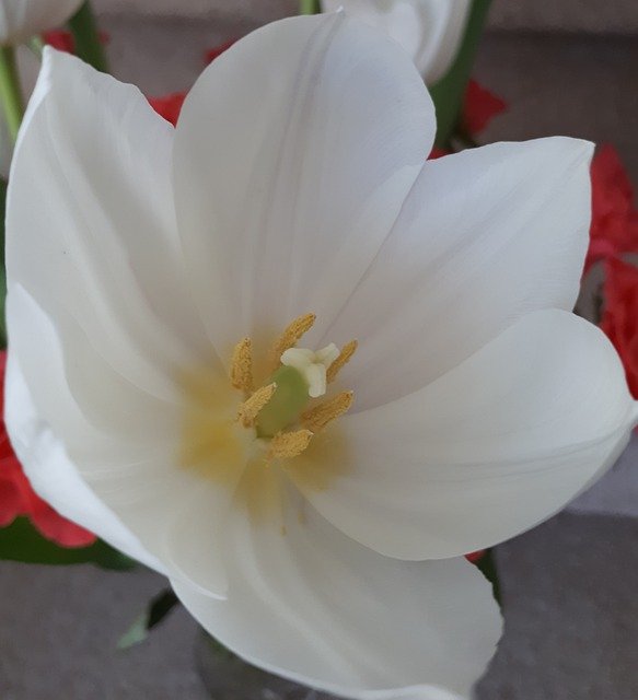 Free download White Blossom Bloom -  free photo or picture to be edited with GIMP online image editor