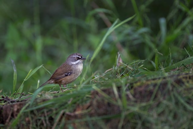 Free download white browed scrubwren bird free picture to be edited with GIMP free online image editor