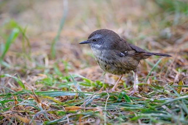 Free download white browed scrubwren bird free picture to be edited with GIMP free online image editor