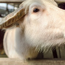 White buffalo and long horn  screen for extension Chrome web store in OffiDocs Chromium