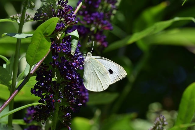 Free download white butterfly insect flower free picture to be edited with GIMP free online image editor