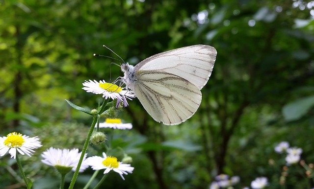 Download gratuito White Butterfly Nature - foto o immagine gratuita da modificare con l'editor di immagini online di GIMP