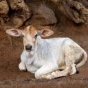 White calf  screen for extension Chrome web store in OffiDocs Chromium