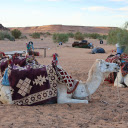 White Camels  screen for extension Chrome web store in OffiDocs Chromium White Camels  screen for extension Chrome web store in OffiDocs Chromium