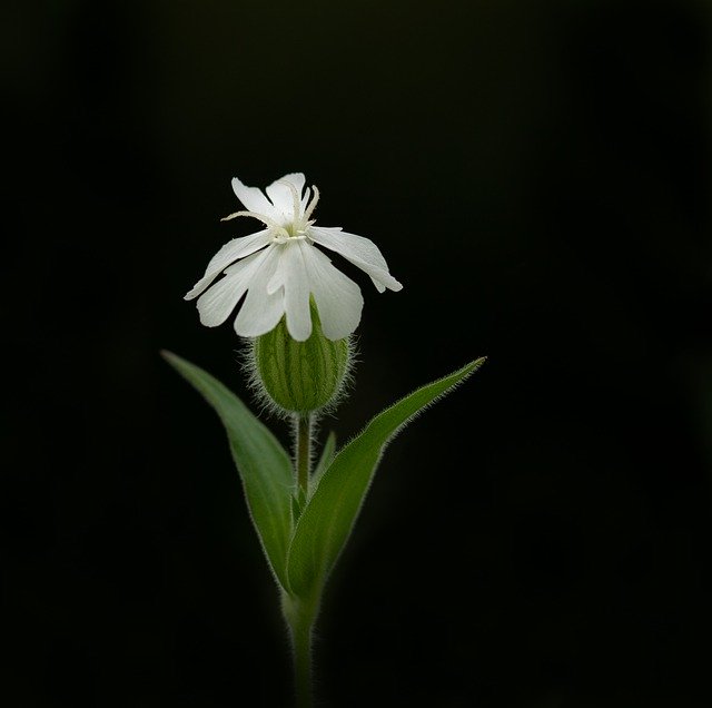 Free download White Campion Blossom -  free photo or picture to be edited with GIMP online image editor