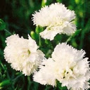 White Carnation Wallpaper  screen for extension Chrome web store in OffiDocs Chromium