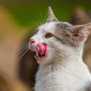 White Cat and Pink Tongue  screen for extension Chrome web store in OffiDocs Chromium