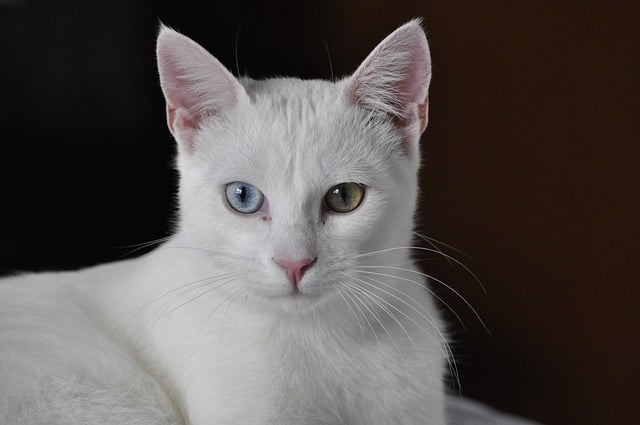 Free download white cat cat feline animal nature free picture to be edited with GIMP free online image editor