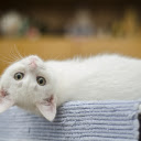 White cat lying on its back  screen for extension Chrome web store in OffiDocs Chromium