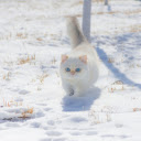 White cat playing in the snow  screen for extension Chrome web store in OffiDocs Chromium