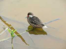 Free download White Cheeked Pintail free photo or picture to be edited with GIMP online image editor