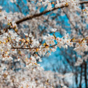 white cherry blossoms in full bloom  screen for extension Chrome web store in OffiDocs Chromium