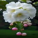 white cherry blossom wallpaper  screen for extension Chrome web store in OffiDocs Chromium