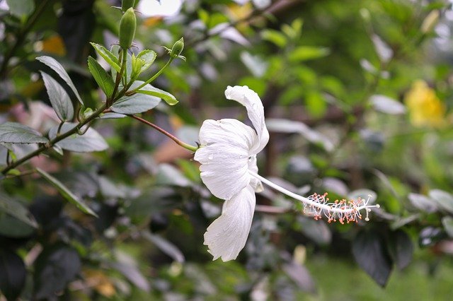 Descărcare gratuită White China Rose Green - fotografie sau imagini gratuite pentru a fi editate cu editorul de imagini online GIMP