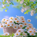 White chrysanthemum basket wallpaper  screen for extension Chrome web store in OffiDocs Chromium