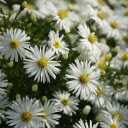 White chrysanthemum garden  screen for extension Chrome web store in OffiDocs Chromium
