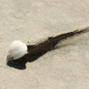 White Clam on the Beach  screen for extension Chrome web store in OffiDocs Chromium