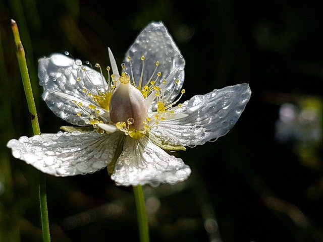 Безкоштовно завантажити White Cock Foot Blossom Bloom - безкоштовну фотографію або малюнок для редагування в онлайн-редакторі зображень GIMP