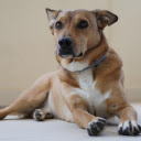 White collar golden dog  screen for extension Chrome web store in OffiDocs Chromium