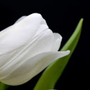 White cotton  screen for extension Chrome web store in OffiDocs Chromium White cotton  screen for extension Chrome web store in OffiDocs Chromium