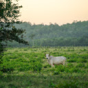 White cow  screen for extension Chrome web store in OffiDocs Chromium