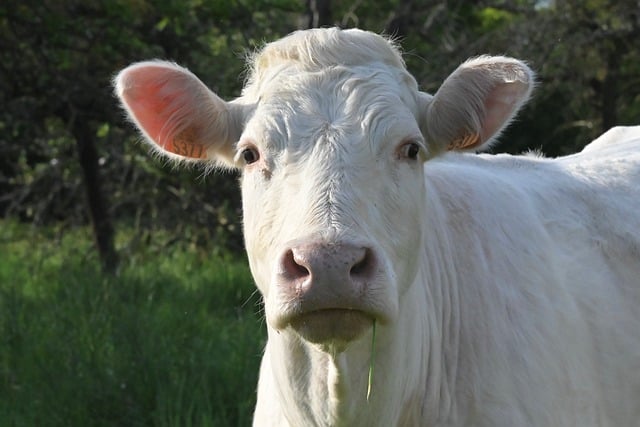 Free download white cow cow cattle prairie green free picture to be edited with GIMP free online image editor