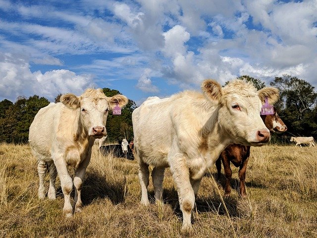 Template Photo White Cows Heifers Pasture Blue -  for OffiDocs